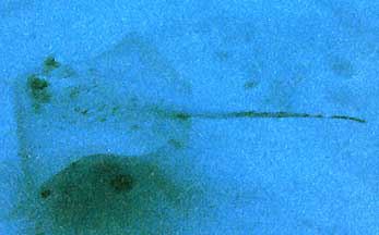 reef-ray.jpg (11987 bytes)