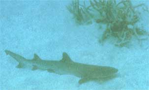 reef-shark.jpg (7415 bytes)