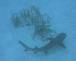 reef-shark2.jpg (7347 bytes)