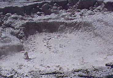 rotorua-mudblups.jpg (29066 bytes)