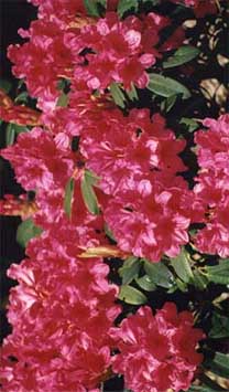 taranaki-flowers1.jpg (22825 bytes)