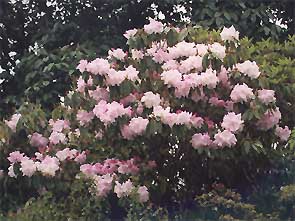 taranaki-flowers2.jpg (26108 bytes)