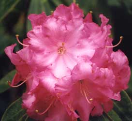 taranaki-flowers3.jpg (13599 bytes)