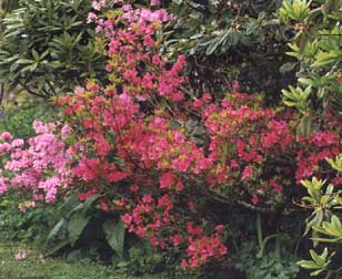 taranaki-flowers4.jpg (27945 bytes)