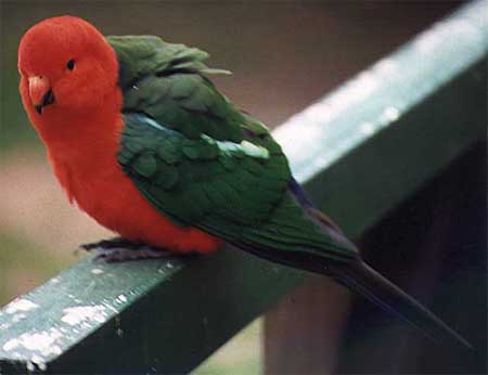 warwick-parrot3.jpg (15516 bytes)