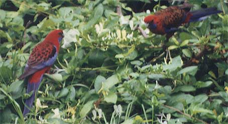 warwick-parrots.jpg (29200 bytes)