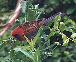 warwick-parrots2.jpg (22546 bytes)