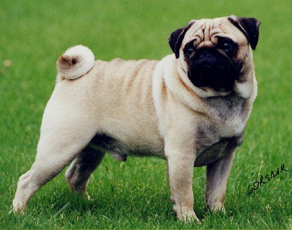 pug shows pug akc shows related keywords suggestions pug akc shows keywords pug shows pug akc shows related keywords suggestions pug akc shows keywords