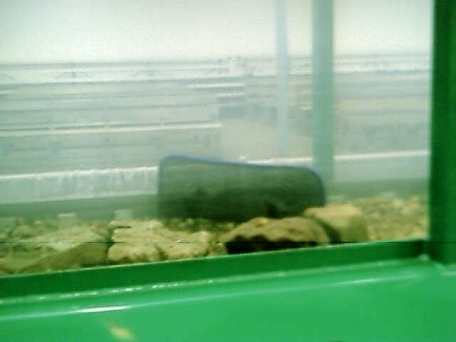 She is hanging out in her own little habitat...in the Bass Tub