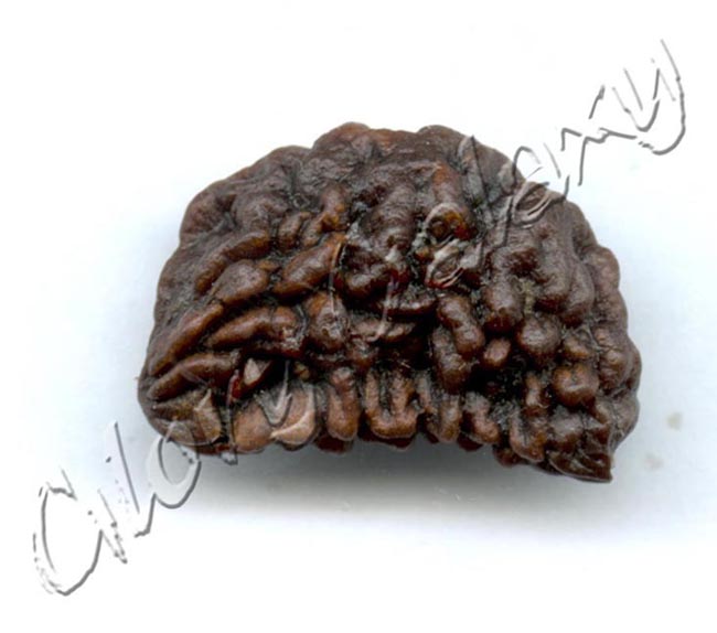 One Mukhi Rudraksh