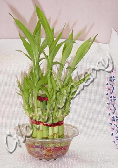 Bamboo Shoot