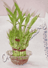 Bamboo Shoot