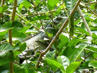 Iguana vista en Gamboa