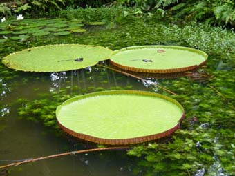 Loto Amazonico en el Lago Tucano