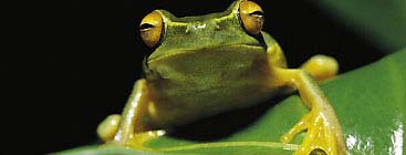 Amazonian frog