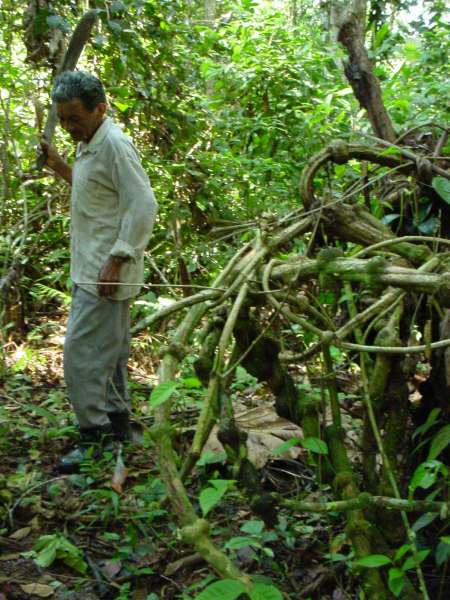 Ayahuasca(yage) plant