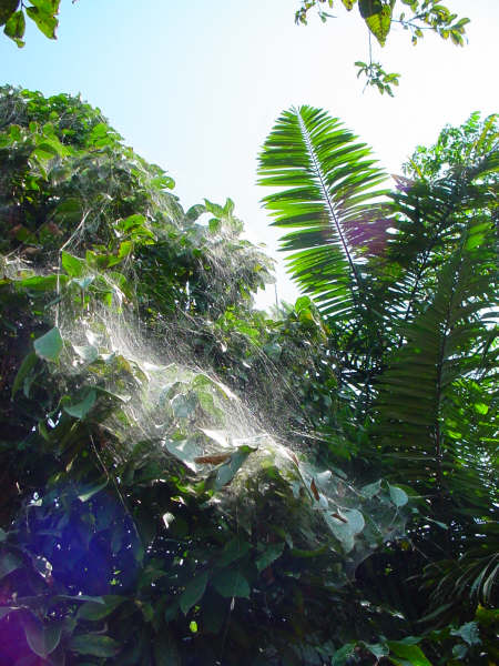 Tarantula Net
