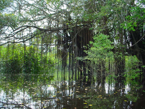 Sacambu Mangrove