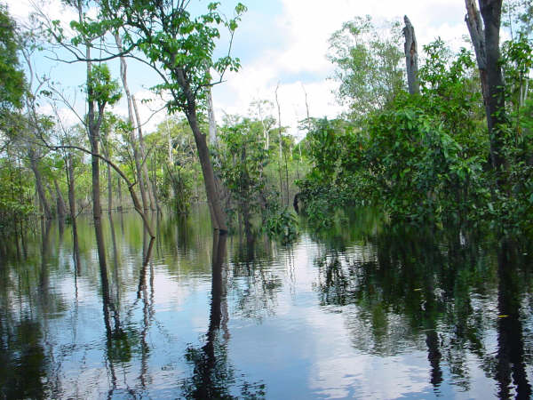 Flooded Amazon Jungle
