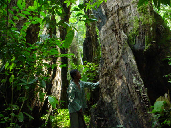 Big Ceiba