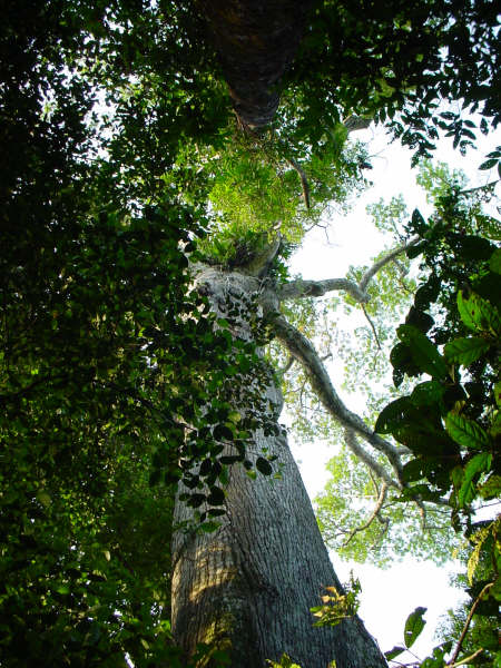 Ceiba