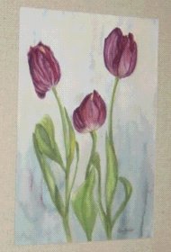 Tulips