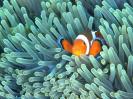 Finding Nemo!