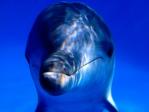 A Bottlenose Dolphin