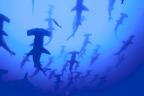 Hammerhead sharks