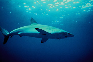 Reef Shark
