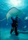 Stingray interaction