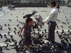 pigeons!