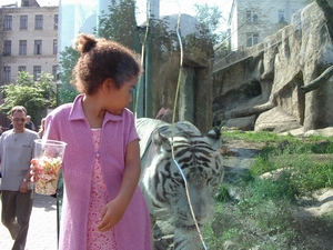 white tiger