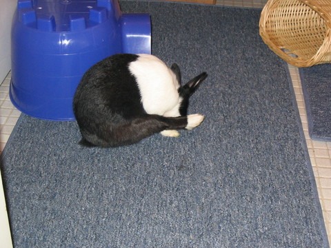 dee cleaning