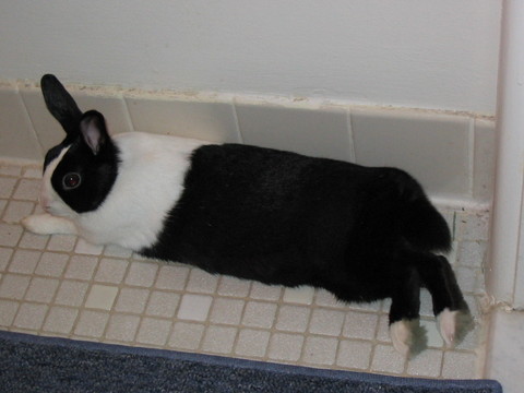 dee ears up
