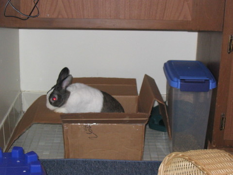 ibram in box