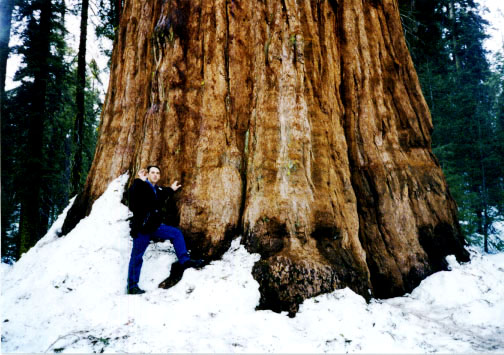 The oldest tree on our planet is ~2300 yo.