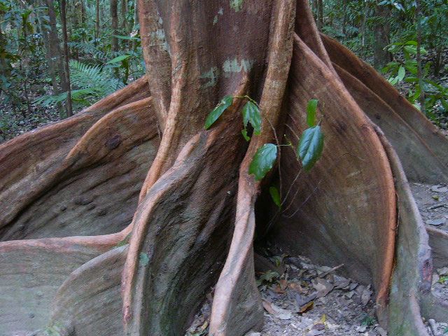 Fig Tree at Mossman