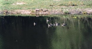 Ducks