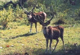 Spotted Deer stags