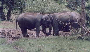 Elephants at a Salt lick