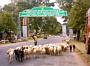 Mysore City Shepherd