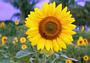 In the Sunflower field 