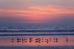 Sandpiper birds on the beach.. just after sundown.. a silhouette.