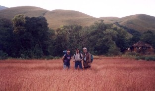 Purple Grass Land