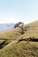 Tree on the Slope 