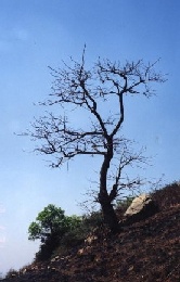  LonelyOnTheHill