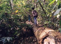 Inside Evergreen.. Traversing the Transect.. on a Fallen Tree