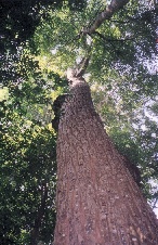 Inside Evergreen.. HighCanopied (~50m) Rainforest