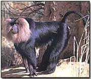 Lion-Tailed Macaque